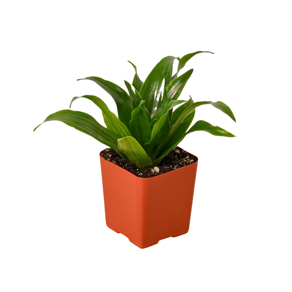 3" Tropical Plant Bundle