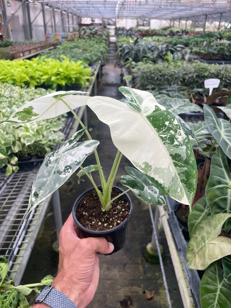 Alocasia Micholitziana 'Frydek' Variegated - 4" Pot or 6 " Pot