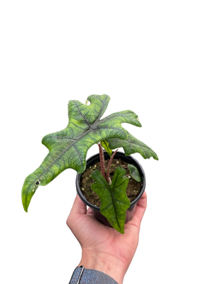 Alocasia 'Jacklyn'