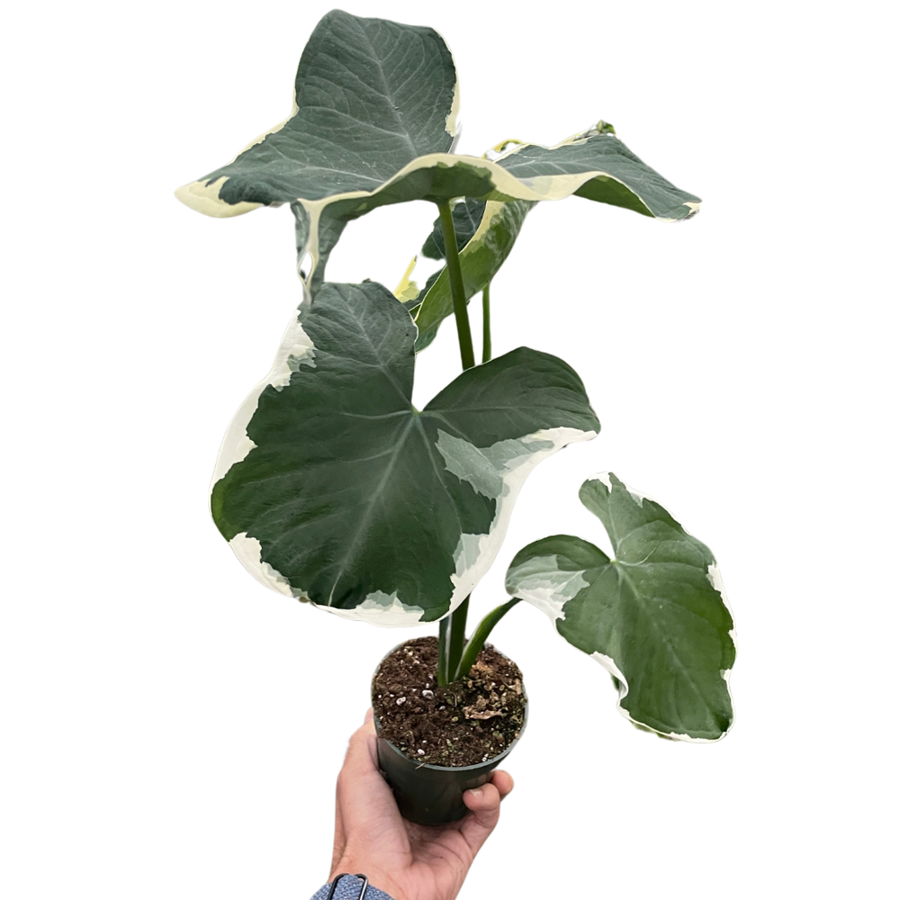 Alocasia 'Mickey Mouse' (Xanthosoma sagittifolium 'Variegatum Monstrosum')