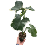 Alocasia 'Mickey Mouse' (Xanthosoma sagittifolium 'Variegatum Monstrosum')