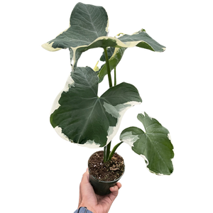 Alocasia 'Mickey Mouse' (Xanthosoma sagittifolium 'Variegatum Monstrosum')