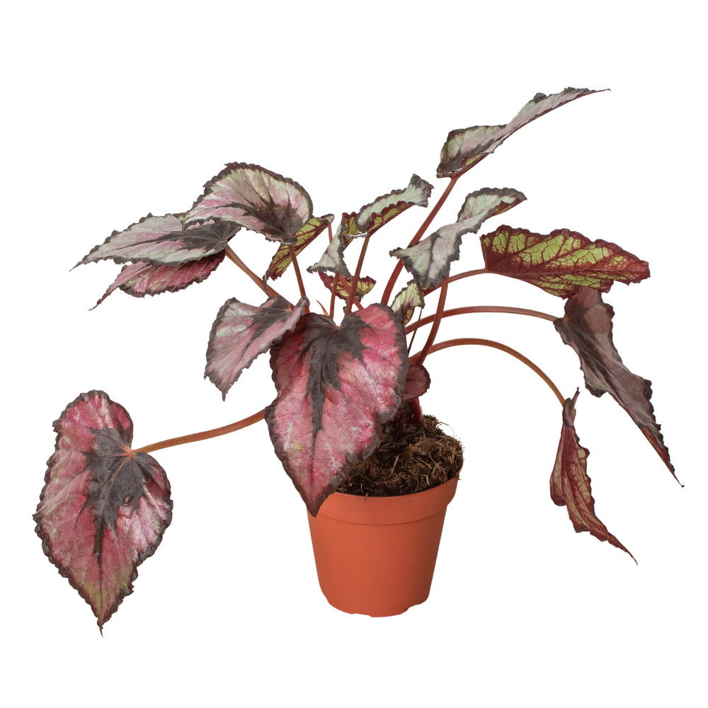 Begonia 'Rex' - 4" Pot