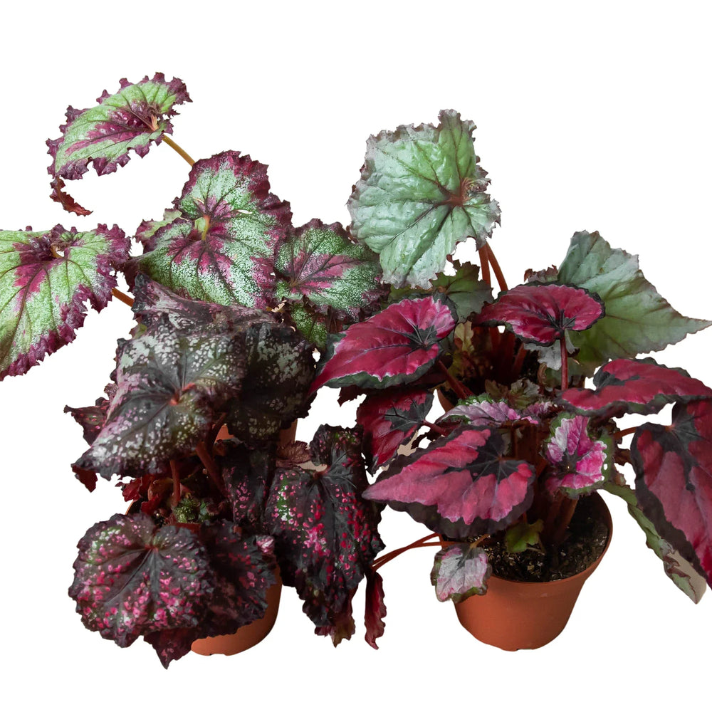 4 Different Begonia Rex Plants in 4" Pots - Begonia Rex  Bundle
