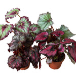 4 Different Begonia Rex Plants in 4" Pots - Begonia Rex  Bundle