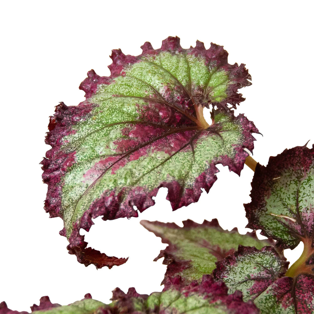 4 Different Begonia Rex Plants in 4" Pots - Begonia Rex  Bundle