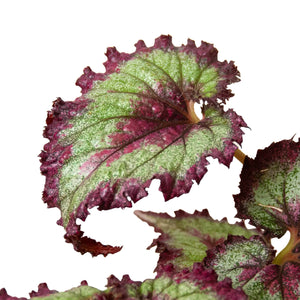 4 Different Begonia Rex Plants in 4" Pots - Begonia Rex  Bundle