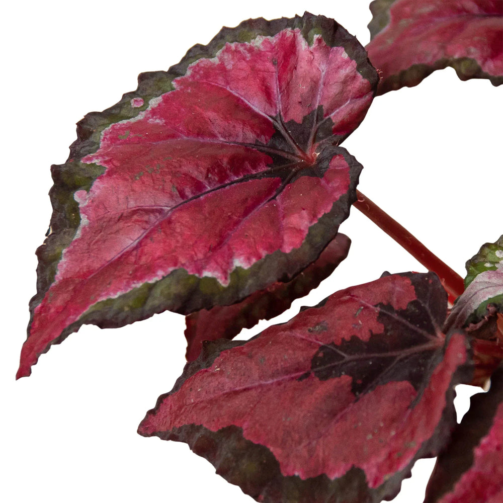 4 Different Begonia Rex Plants in 4" Pots - Begonia Rex  Bundle