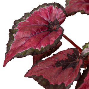 4 Different Begonia Rex Plants in 4" Pots - Begonia Rex  Bundle