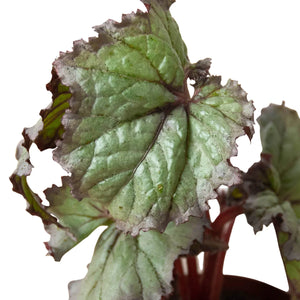 4 Different Begonia Rex Plants in 4" Pots - Begonia Rex  Bundle