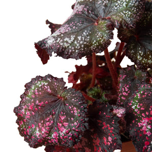 4 Different Begonia Rex Plants in 4" Pots - Begonia Rex  Bundle