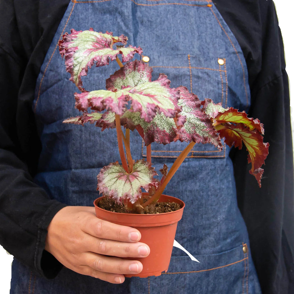 4 Different Begonia Rex Plants in 4" Pots - Begonia Rex  Bundle