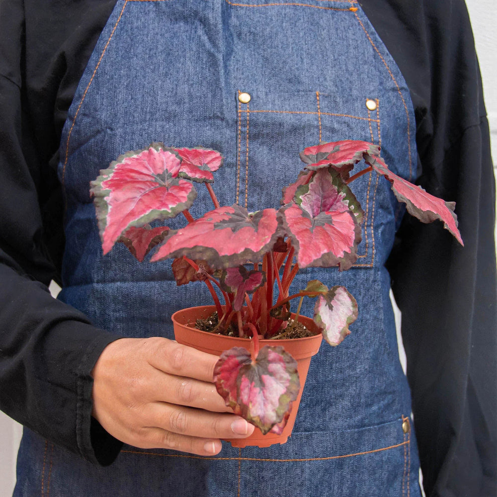 4 Different Begonia Rex Plants in 4" Pots - Begonia Rex  Bundle