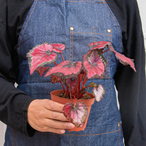 4 Different Begonia Rex Plants in 4" Pots - Begonia Rex  Bundle