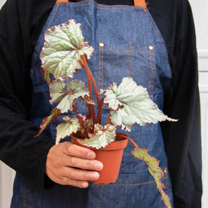 4 Different Begonia Rex Plants in 4" Pots - Begonia Rex  Bundle
