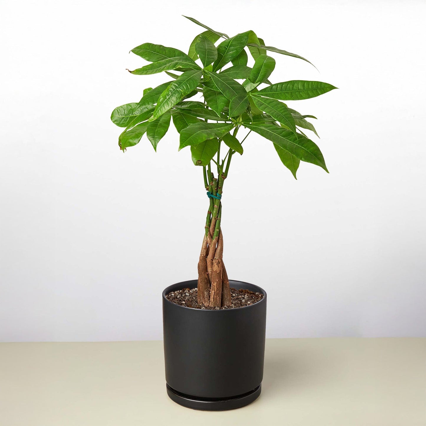 Money Tree