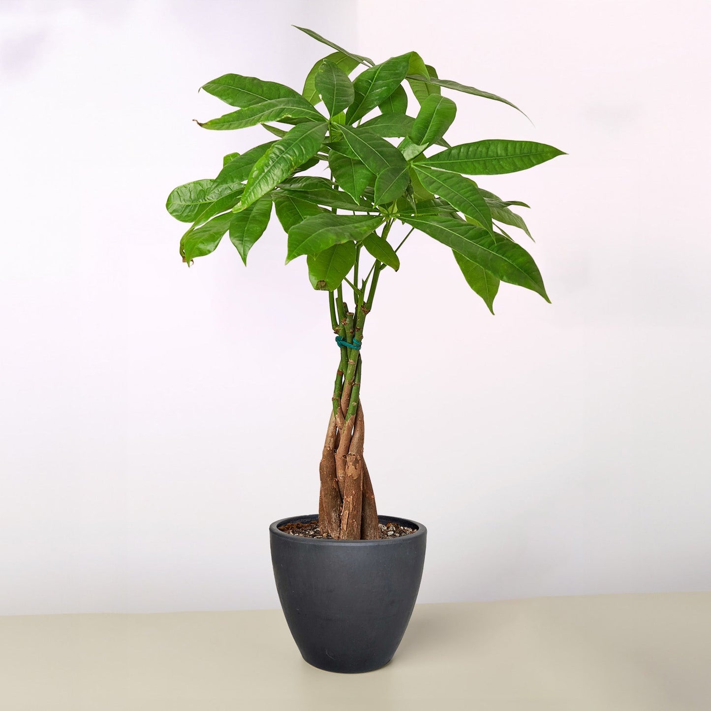Money Tree