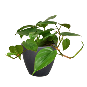 Philodendron Cordatum Heartleaf