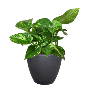 Pothos 'Golden'