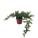 Bonsai Juniper