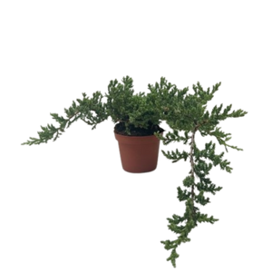 Bonsai Juniper