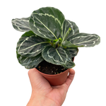 Calathea 'Green Goddess'