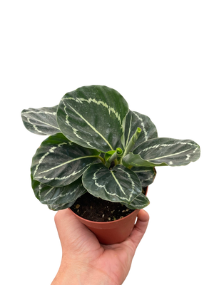 Calathea 'Green Goddess'