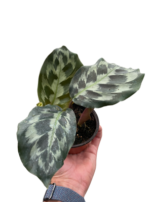 Calathea 'Kennedy'