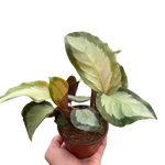 Calathea 'Picturata'