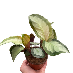 Calathea 'Picturata'