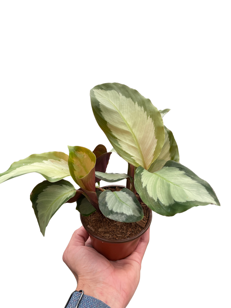 Calathea 'Picturata'