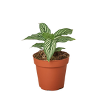Calathea 'Vittata'