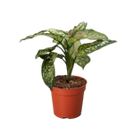 Chinese Evergreen 'Wishes'