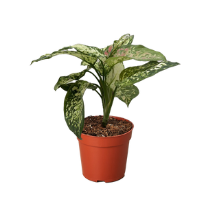 Chinese Evergreen 'Wishes'