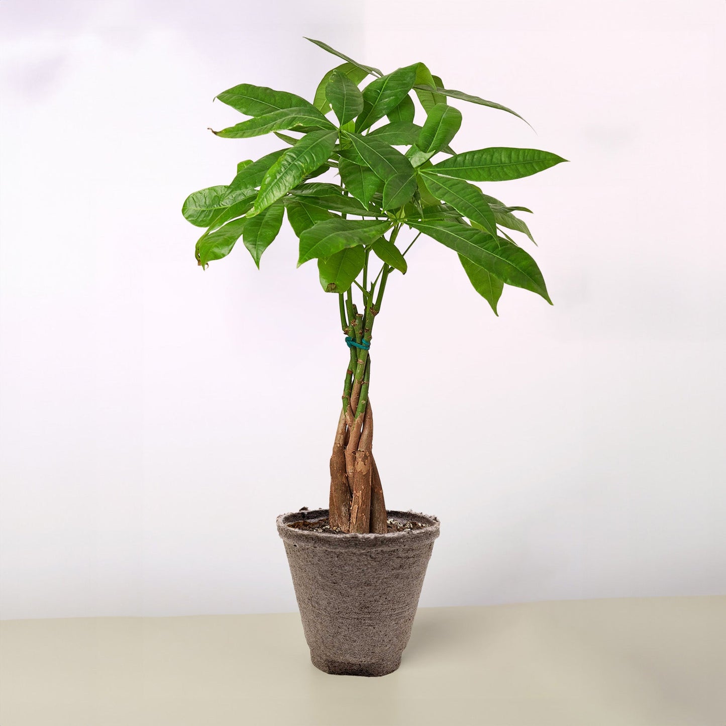 Money Tree
