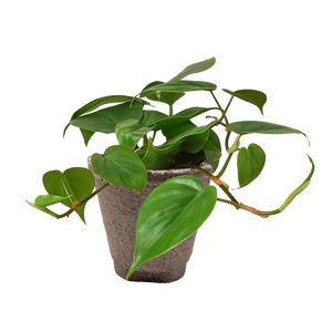 Philodendron Cordatum Heartleaf