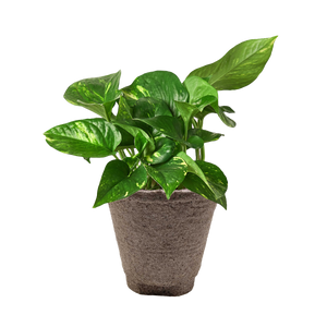 Pothos 'Golden'