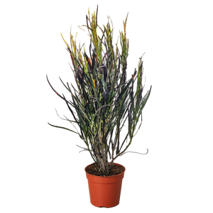 Croton 'Picasso'