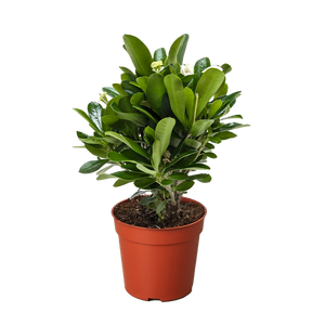 Crown of Thorns