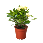 Crown of Thorns