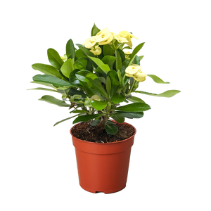 Crown of Thorns