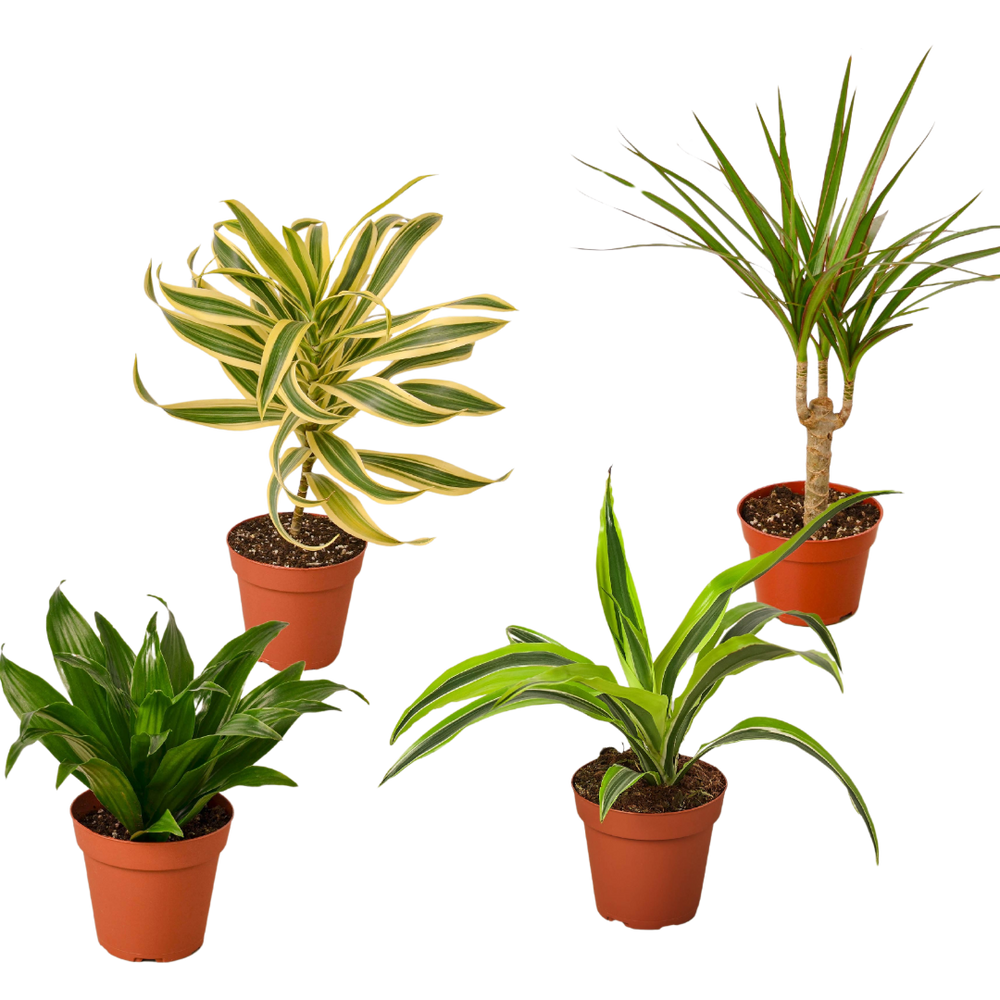 4 Different Dracaenas Variety Pack - Live House Plant - FREE Care Guide - 4" Pot