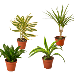 4 Different Dracaenas Variety Pack - Live House Plant - FREE Care Guide - 4" Pot