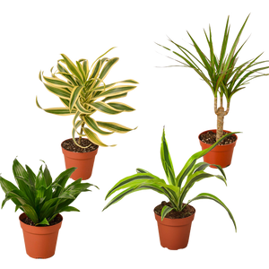 4 Different Dracaenas Variety Pack - Live House Plant - FREE Care Guide - 4" Pot