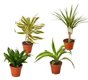 4 Different Dracaenas Variety Pack - Live House Plant - FREE Care Guide - 4" Pot