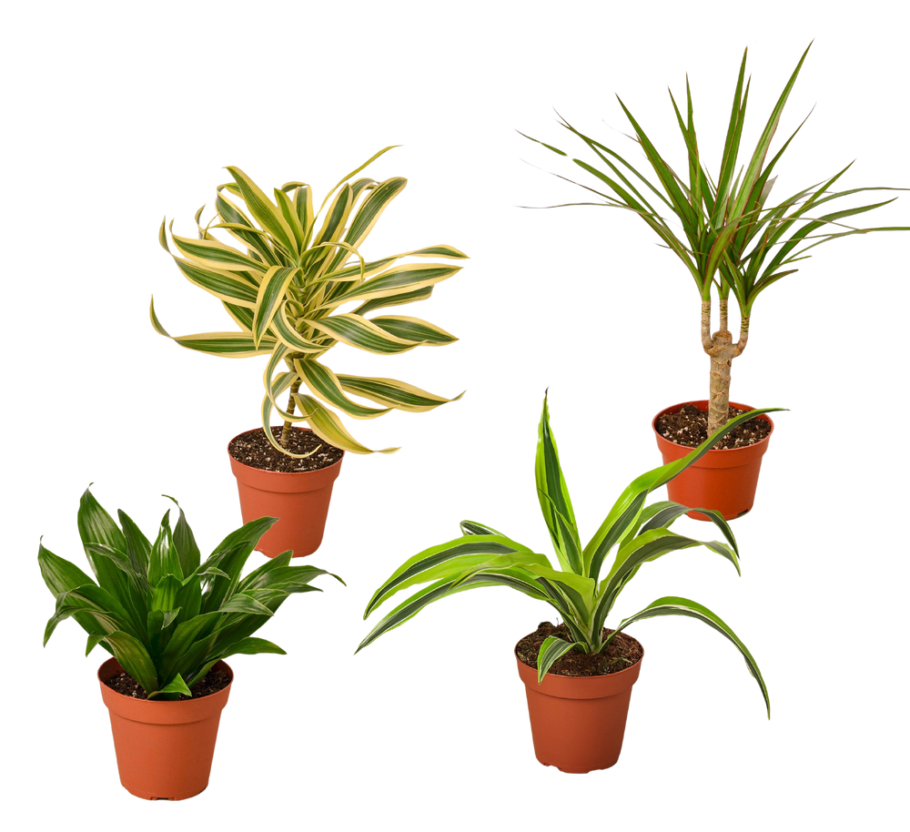 4 Different Dracaenas in 4" Pots - Dracaenas Bundle