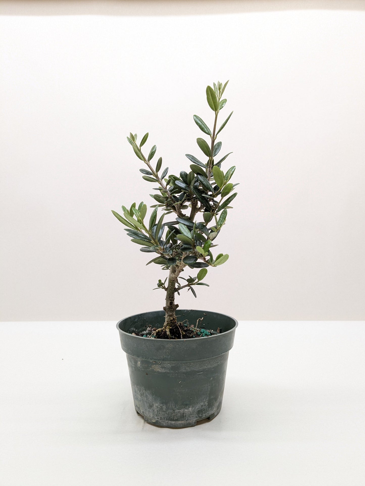 Olive Tree