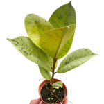 Ficus 'shivereana' (Moonshine)