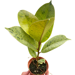 Ficus 'shivereana' (Moonshine)