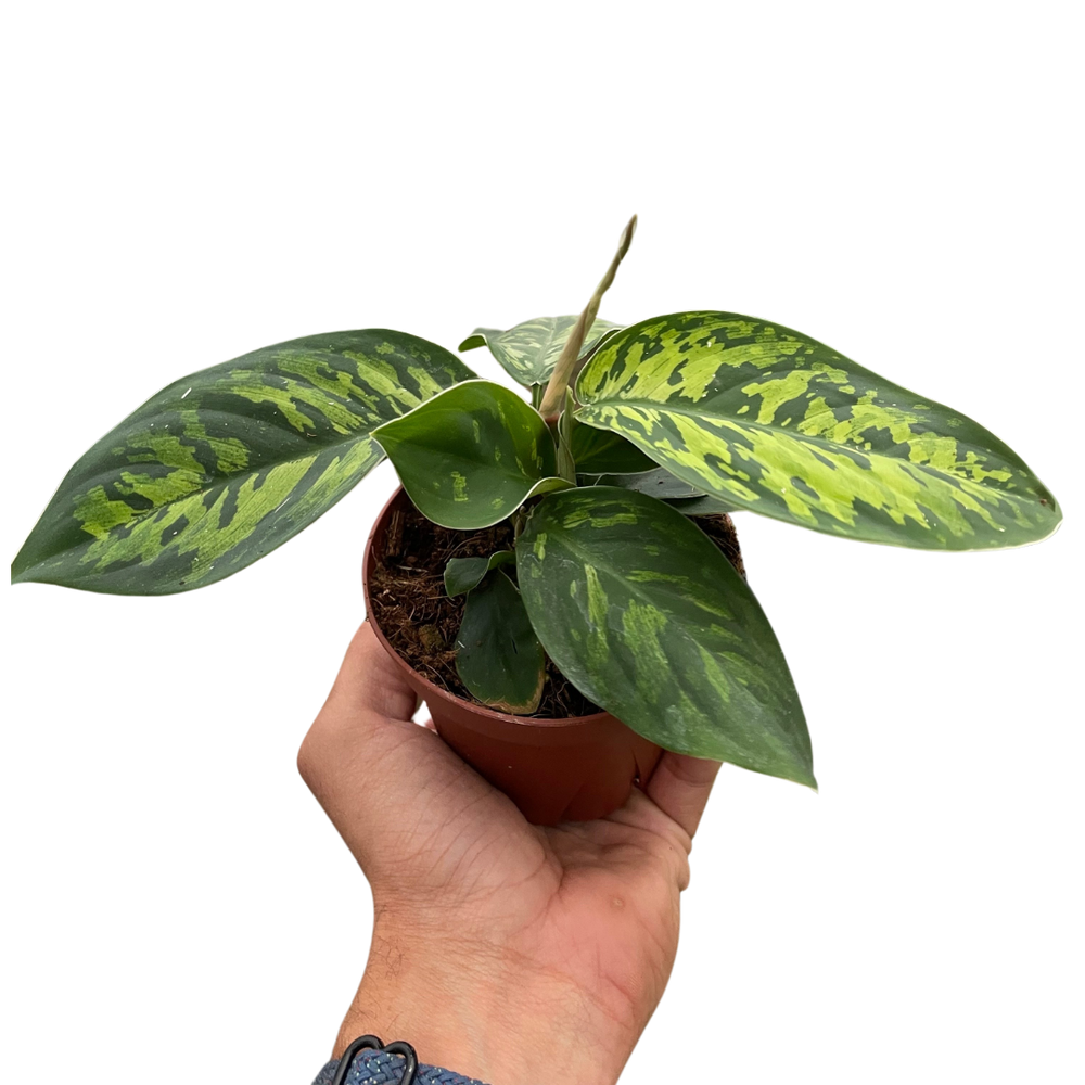 Homalomena 'Camouflage'